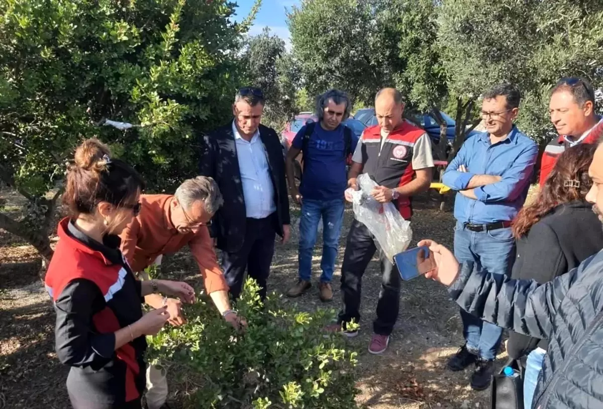 sakiz agaci egitimi didim ve kusadasinda RRc7OgQ9.jpg