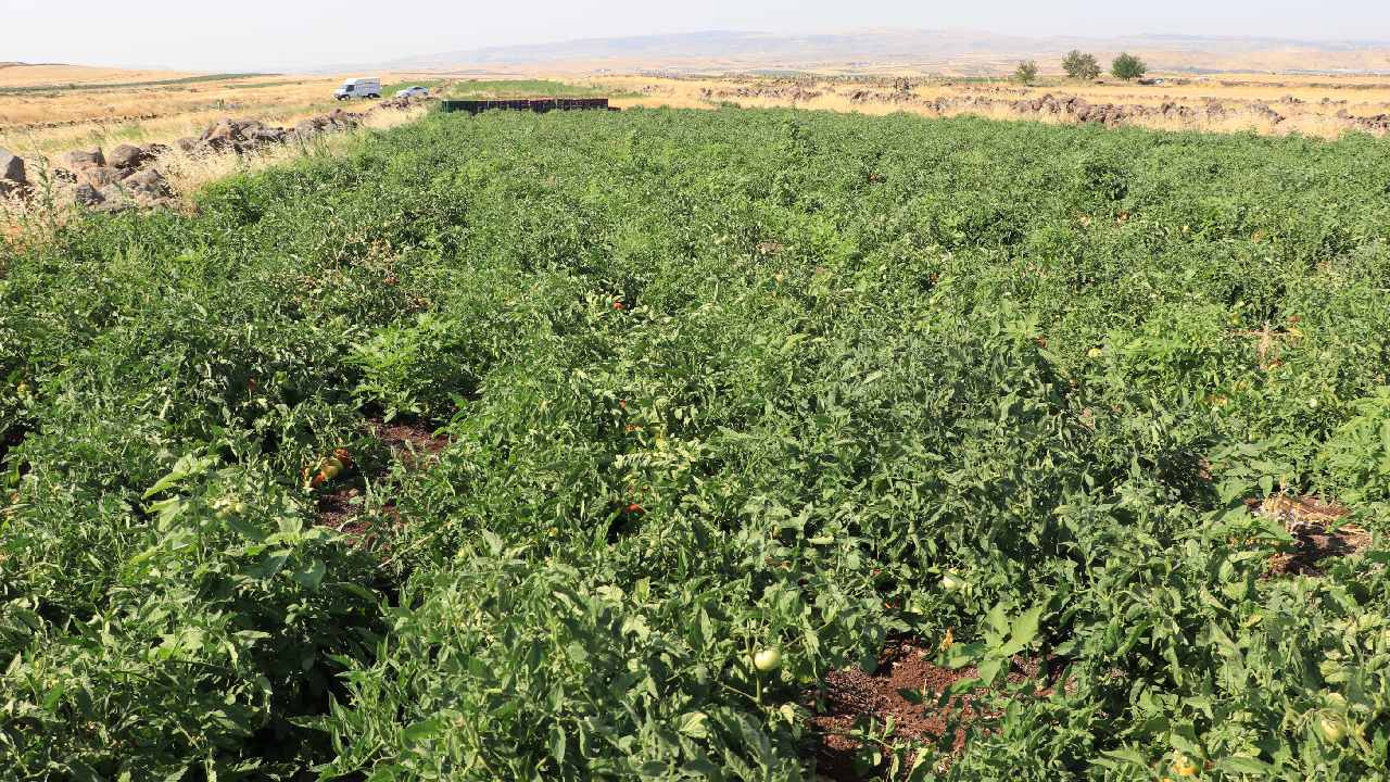 40 derece sıcakta hasat başladı! İlçede 10 köyde yapılıyor Haber gorseli