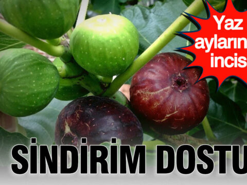 Sindirim dostu yaz aylarinin incisi incir meyvesinin mucizevi faydalari WrD2jNtK