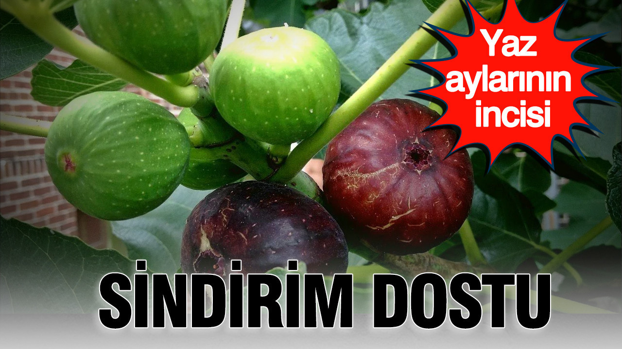 Sindirim dostu yaz aylarinin incisi incir meyvesinin mucizevi faydalari WrD2jNtK